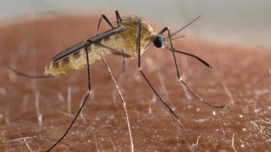 Pas de moustique, pas de virus du Nil occidental